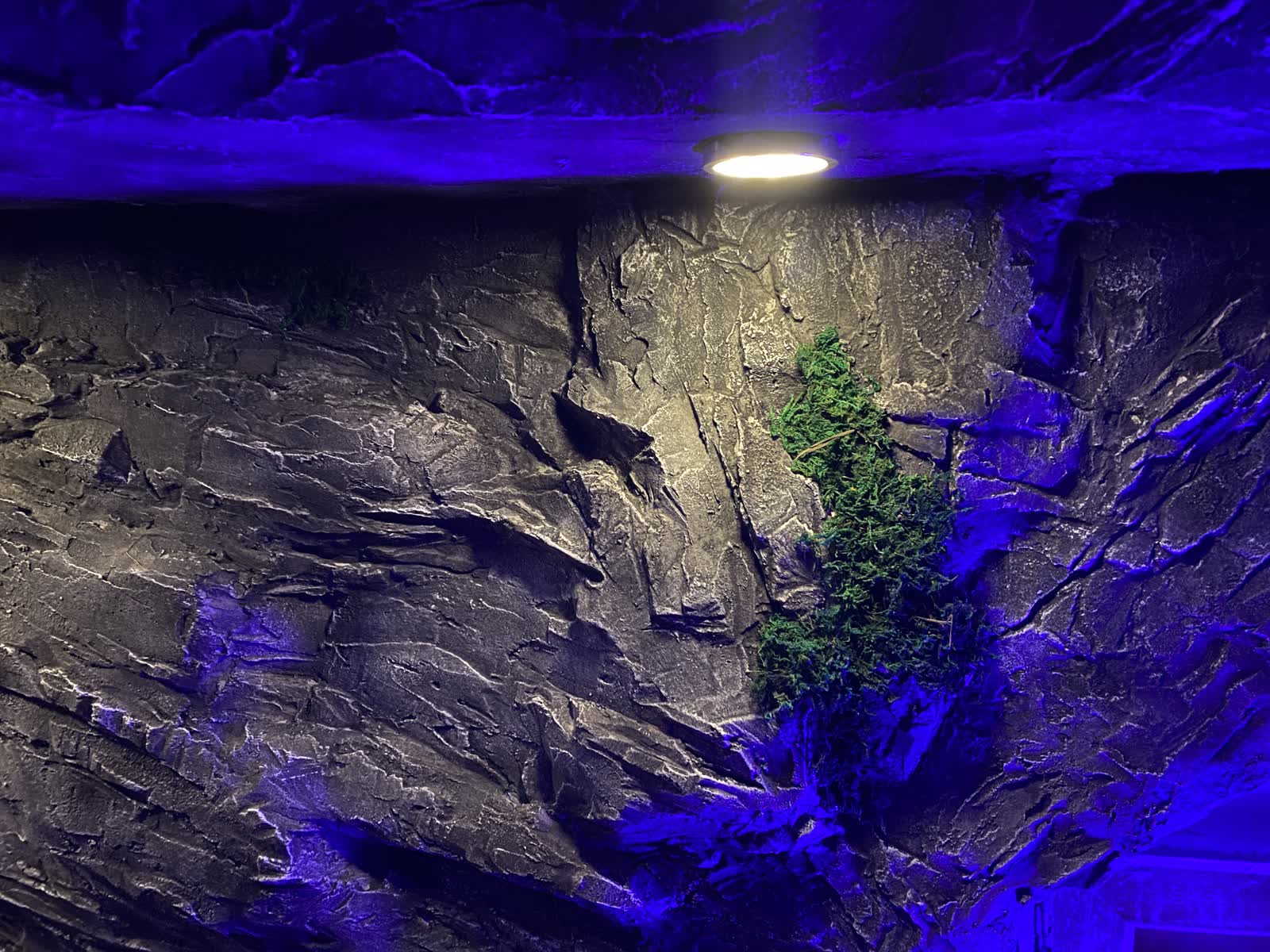 Detail der Kunststein-Felswand im Gamingraum mit LED-Spot, Moos und blauer Beleuchtung
