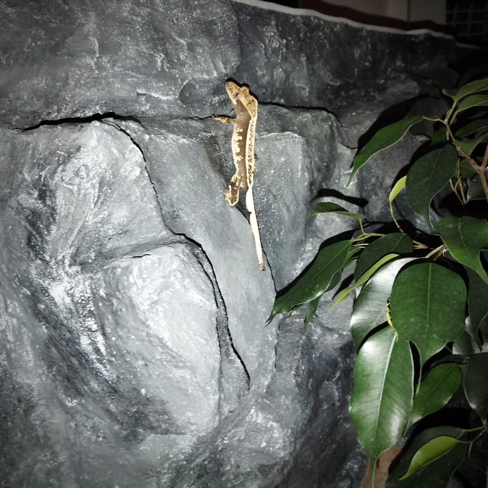 Kronengecko klettert an der Kunststein-Felsstruktur im Terrarium